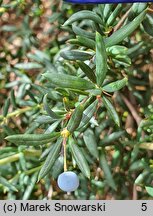 Berberis ×stenophylla (berberys wąskolistny)