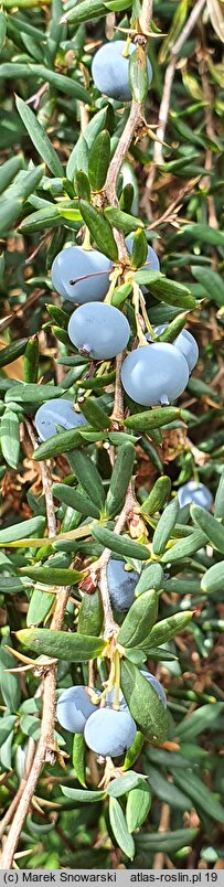 Berberis ×stenophylla (berberys wąskolistny)