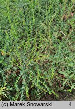 Berberis ×stenophylla (berberys wąskolistny)