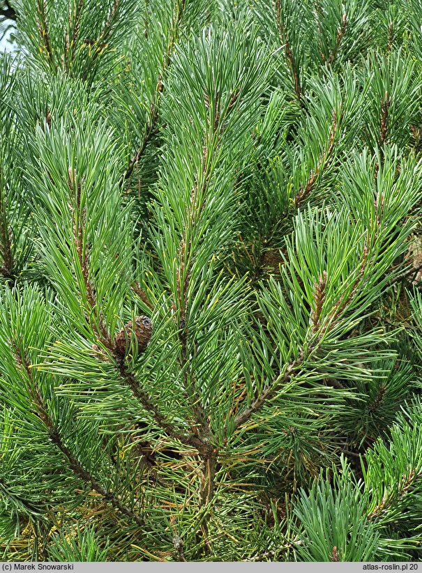 Pinus mugo Carsten