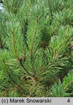 Pinus mugo Carsten