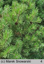 Pinus mugo Carsten