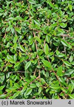 Cotoneaster salicifolius Repens