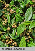 Cotoneaster salicifolius Repens