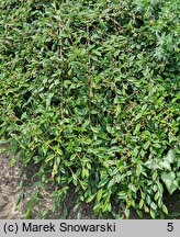 Cotoneaster salicifolius Repens