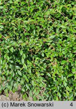 Cotoneaster salicifolius Repens