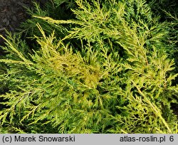 Juniperus ×pfitzeriana Gold Star