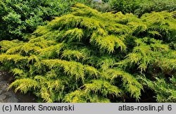 Juniperus ×pfitzeriana Gold Star