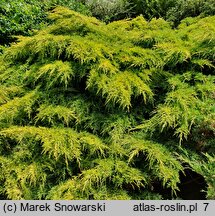 Juniperus ×pfitzeriana Gold Star