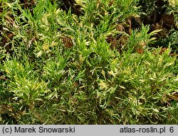 Juniperus sabina Variegata