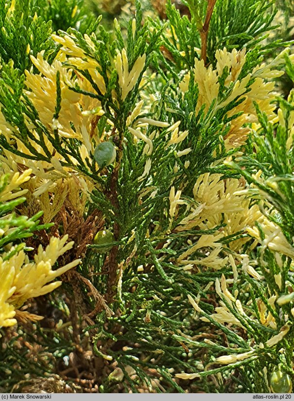 Juniperus sabina Variegata