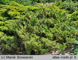 Juniperus sabina Variegata