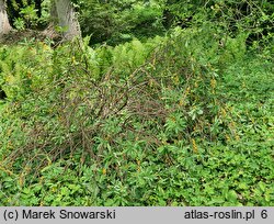 Daphne mezereum (wawrzynek wilczełyko)