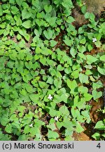 Houttuynia cordata (pstrolistka sercowata)