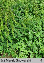 Houttuynia cordata (pstrolistka sercowata)