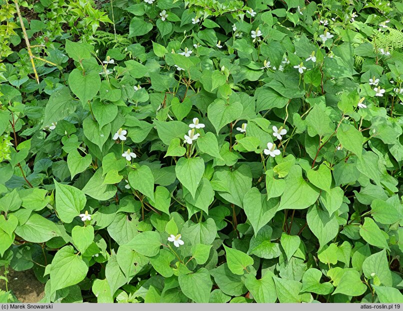 Houttuynia cordata (pstrolistka sercowata)