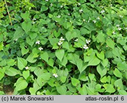 Houttuynia cordata (pstrolistka sercowata)