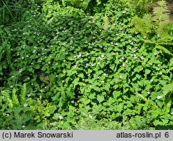 Houttuynia cordata (pstrolistka sercowata)