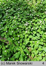 Houttuynia cordata (pstrolistka sercowata)