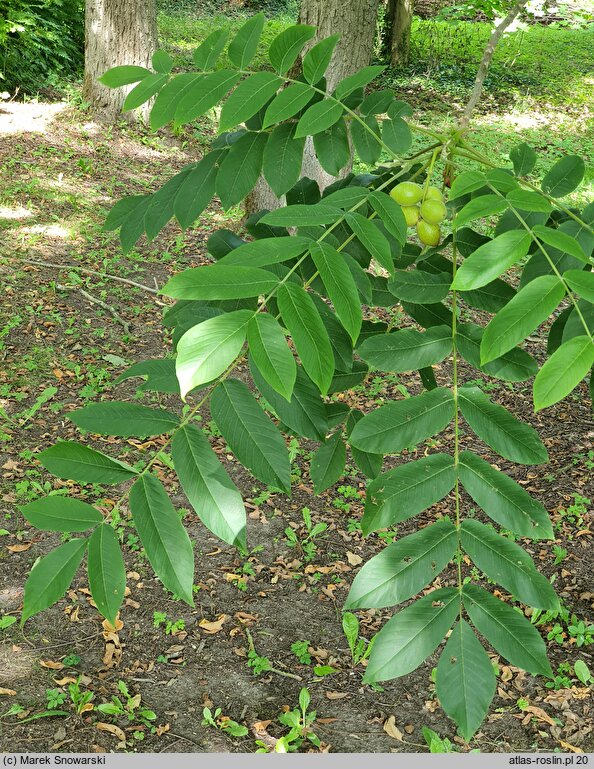 Juglans ailantifolia Cordiformis