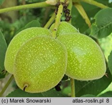 Juglans ailantifolia Cordiformis