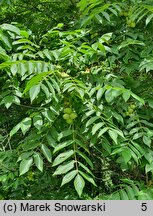 Juglans ailantifolia Cordiformis