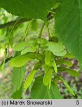 Acer pensylvanicum (klon pensylwański)