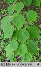 Acer pensylvanicum (klon pensylwański)