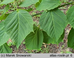 Acer pensylvanicum (klon pensylwański)