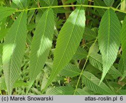 Sorbaria arborea (tawlina drzewiasta)