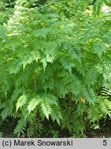 Sorbaria sorbifolia (tawlina jarzębolistna)