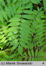 Sorbaria sorbifolia (tawlina jarzębolistna)