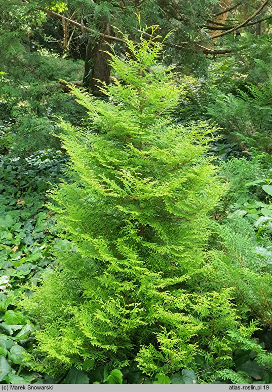 Thuja occidentalis Rheingold