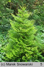 Thuja occidentalis Rheingold