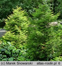 Thuja occidentalis Rheingold