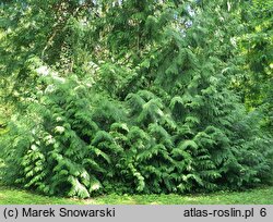 Thuja plicata (żywotnik olbrzymi)