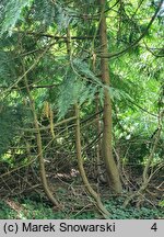 Thuja plicata (żywotnik olbrzymi)