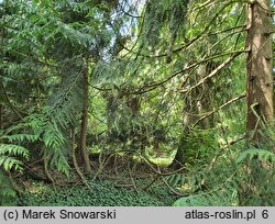 Thuja plicata (żywotnik olbrzymi)