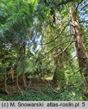 Thuja plicata (żywotnik olbrzymi)