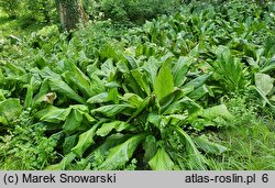 Lysichiton americanus (tulejnik amerykański)