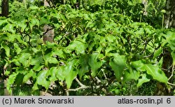 Cornus kousa ssp. chinensis (dereń kousa chiński)