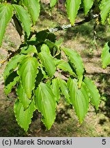 Cornus kousa ssp. chinensis (dereń kousa chiński)