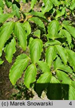 Cornus kousa ssp. chinensis (dereń kousa chiński)