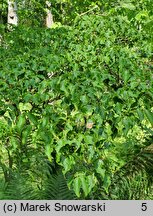 Cornus kousa ssp. chinensis (dereń kousa chiński)