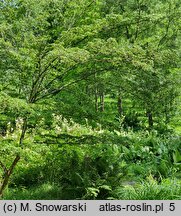 Cornus kousa ssp. chinensis (dereń kousa chiński)