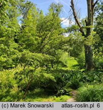 Cornus kousa ssp. chinensis (dereń kousa chiński)