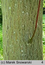 Cornus controversa (dereń pagodowy)