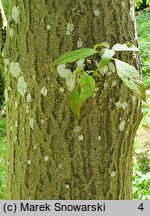 Cornus controversa (dereń pagodowy)