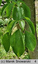 Cornus controversa (dereń pagodowy)