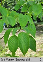 Cornus controversa (dereń pagodowy)